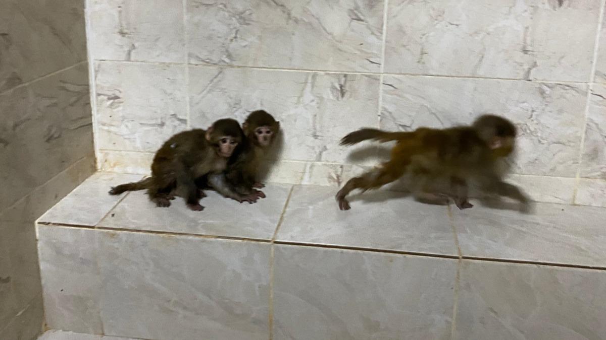 rnak'ta ele geirildi