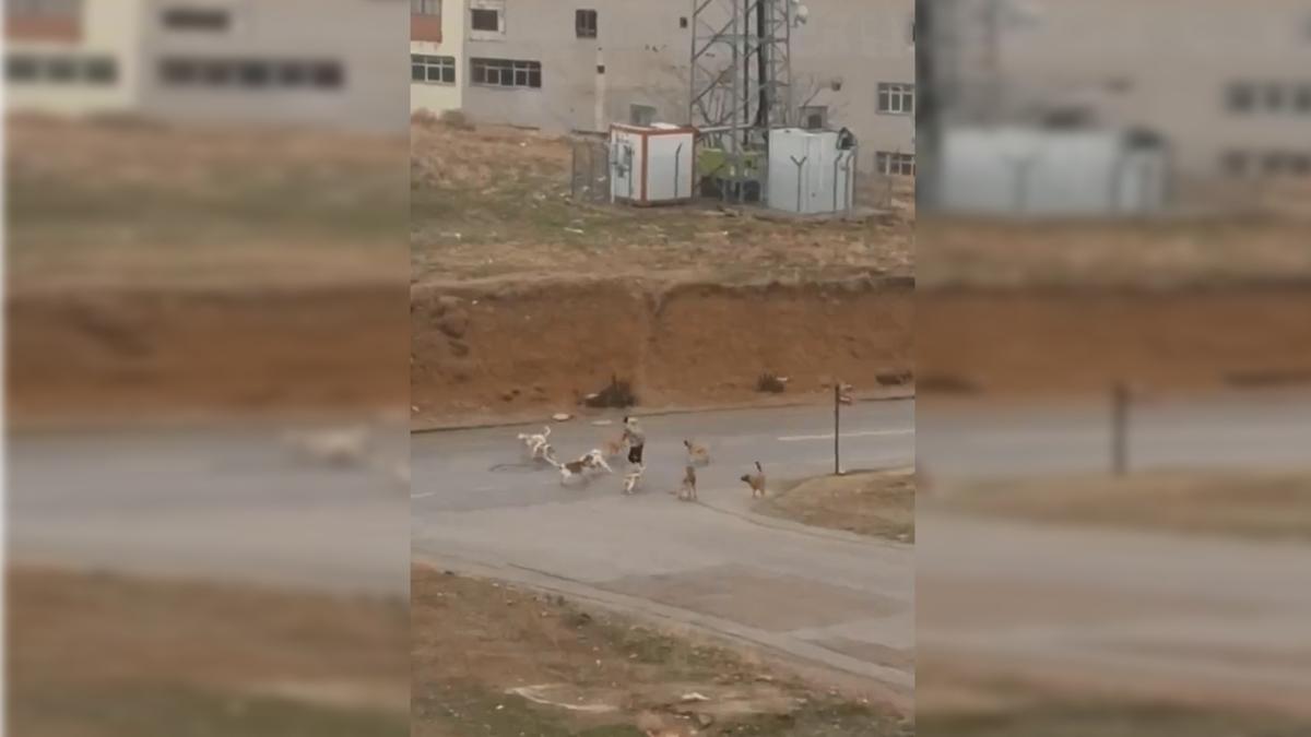 Babo kpek deheti! Defalarca kol ve bacaklarn srdlar
