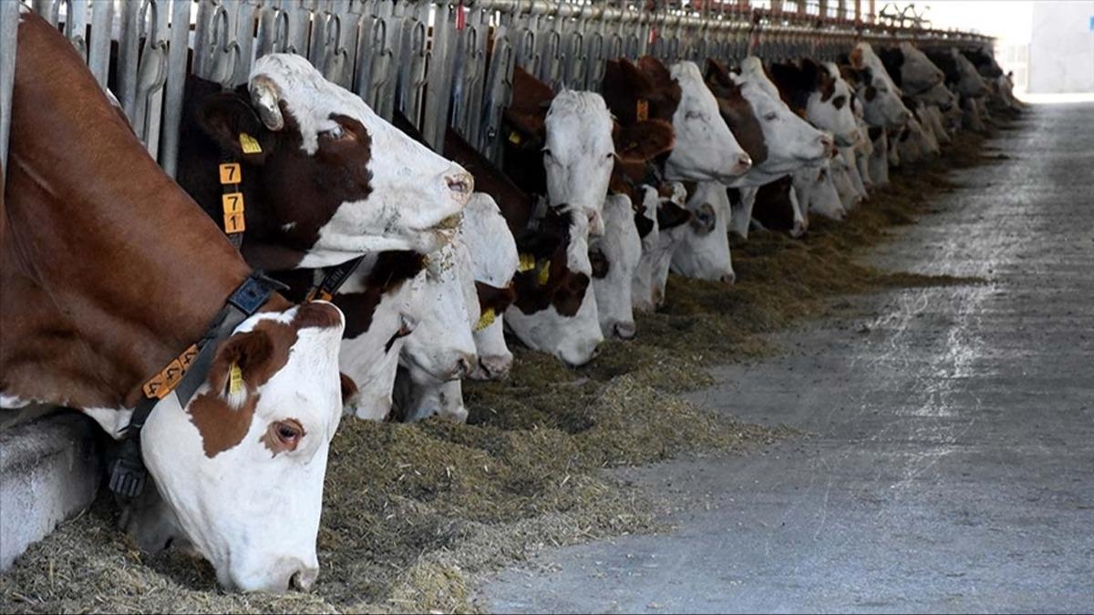 Hayvanclkta slah almalar meyvelerini verdi