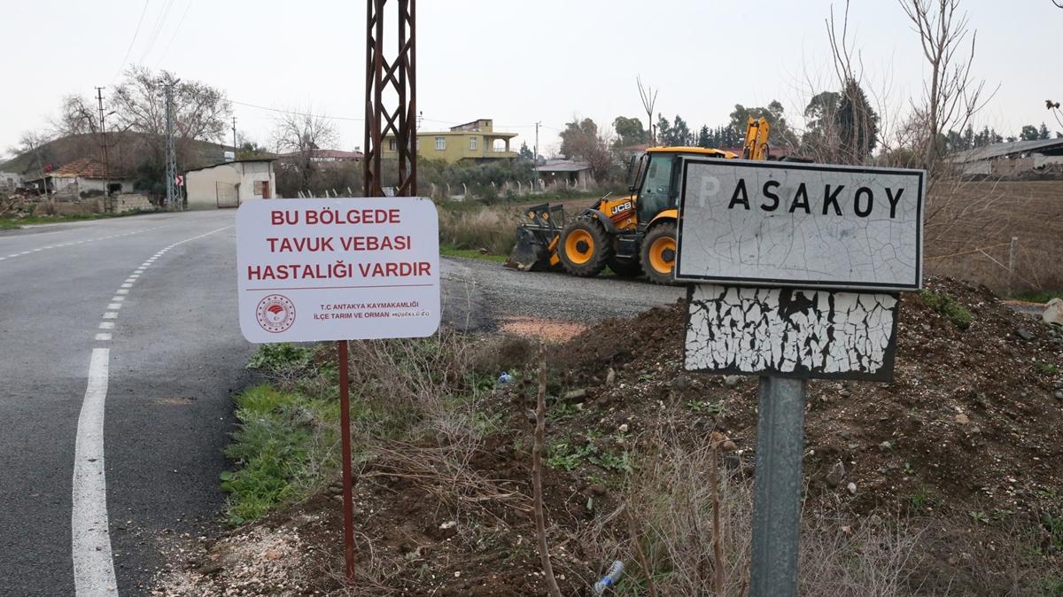 Hatay'da ku gribi alarm! Bir mahalle karantinada