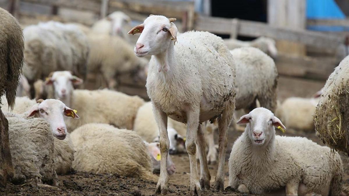 Hayvanclk Desteklemeleri Uygulama Teblii'nde deiiklik... Karar Resmi Gazete'de yaymland 