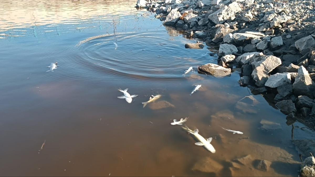 Karasu ay'nda balk lmleri ve renk deiimi! nceleme balatld