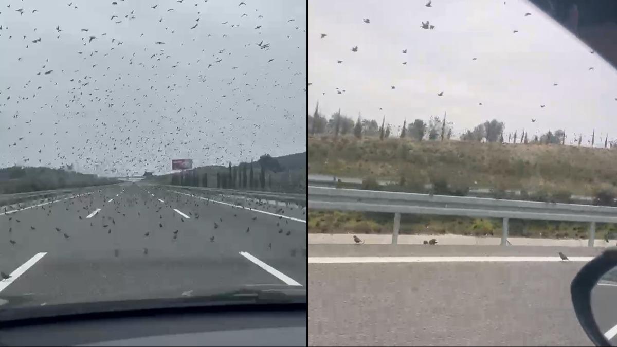 stanbul-zmir otobannda artan grnt                                 
