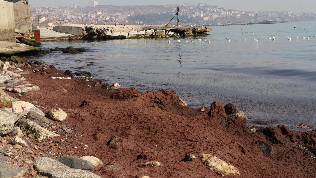 Tekirda'da sahilin bir ksmna krmz yosun birikti