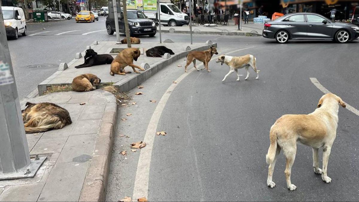 Babo kpek saldrlarna adli ve idari soruturma! Bakan Tun: Gerekli ilemler uygulanacak