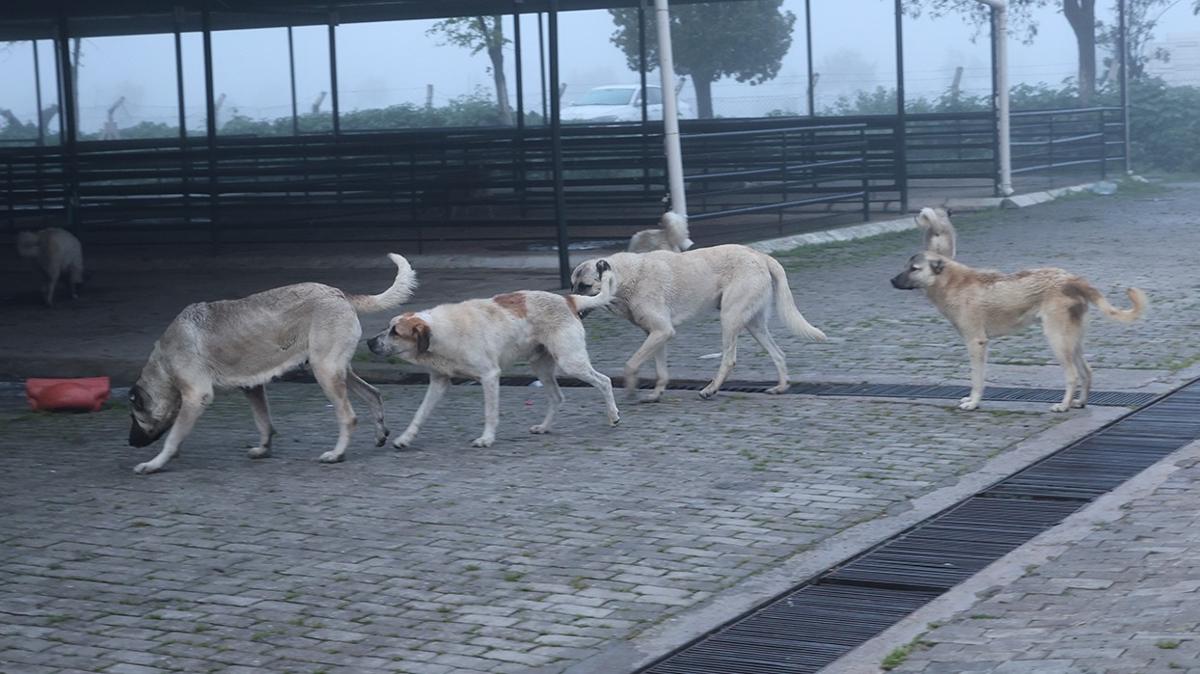 Babo sokak kpekleri pazar yerini mesken tuttu! evre sakinleri zor anlar yayor