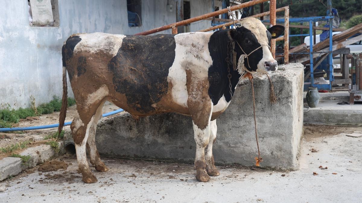 Sosyal medyadan ucuza kurbanlk almak istedi, dolandrld: Ava giderken avlandk