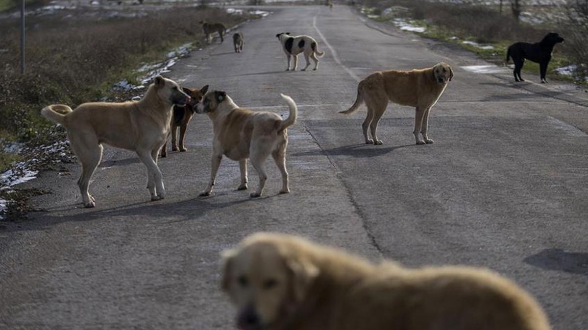 Aksaray'da babo kpek deheti... ''Biri kolumdan dieri ayamdan kapt'' 