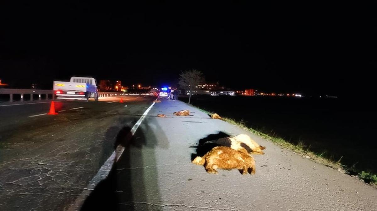 Bitlis'te otomobilin arpt srdeki 12 koyun telef oldu, src yaraland