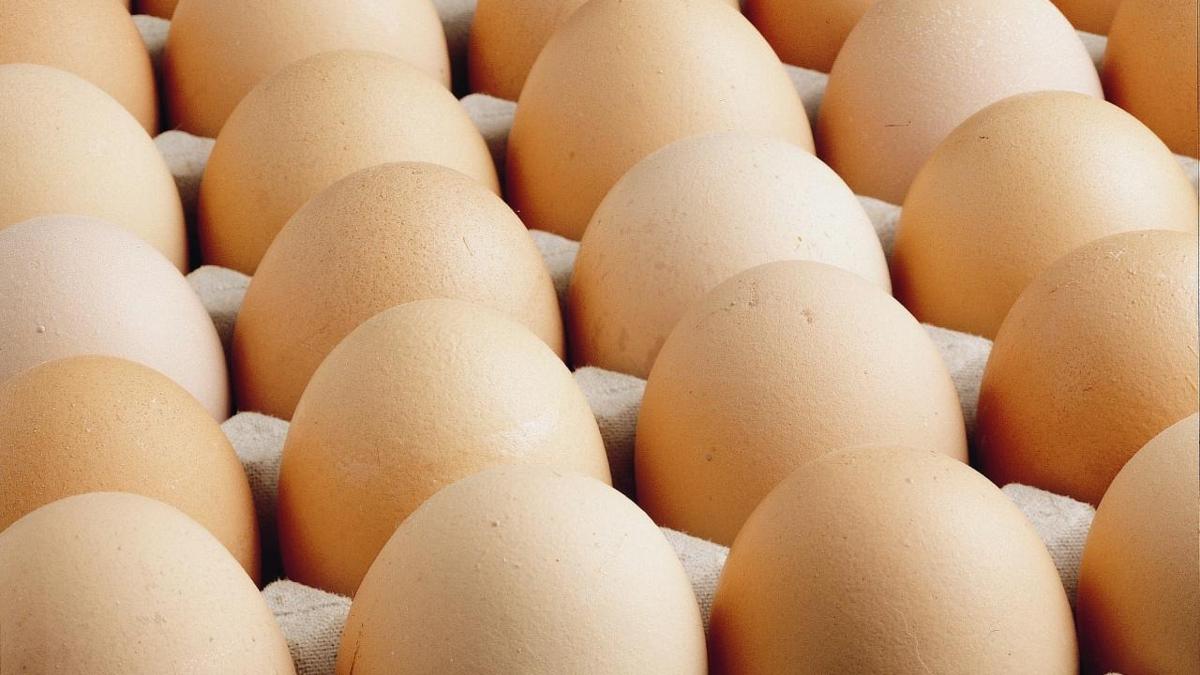 Yumurta ihracatnda dzenleme