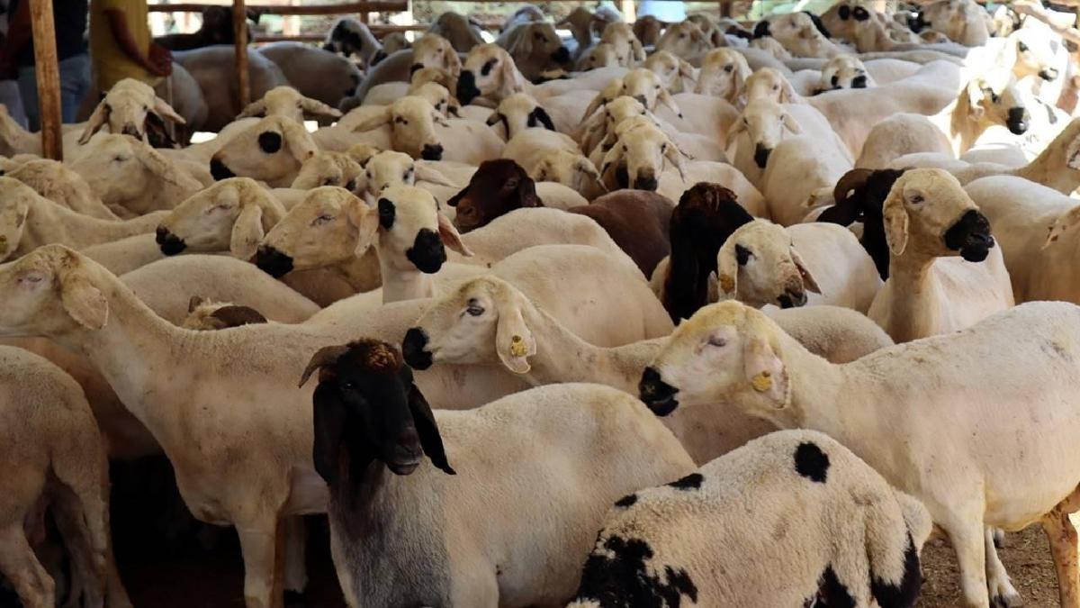 Bakanlık elde kalacak kurbanlıklar için harekete geçti