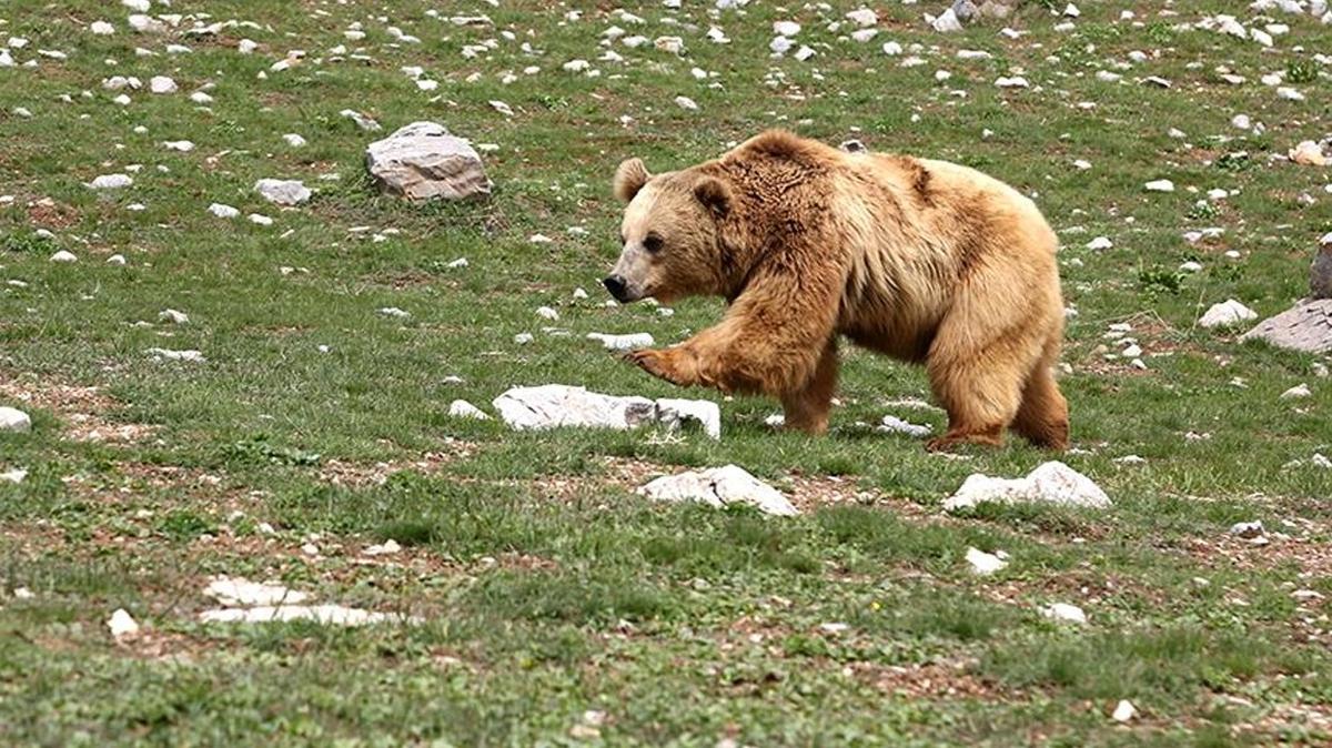 Erzurum'da ay saldrs: 1 ocuk yaraland