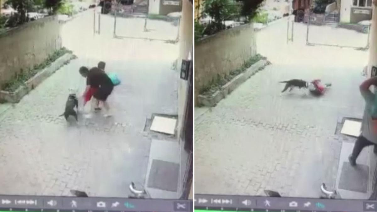 stanbul'da pitbull deheti! 7 yandaki ocuu zor kurtardlar