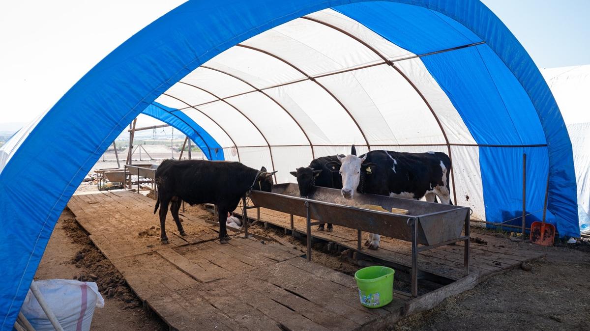 Bayram dolaysyla 3 milyonun zerinde kurbanlk satld