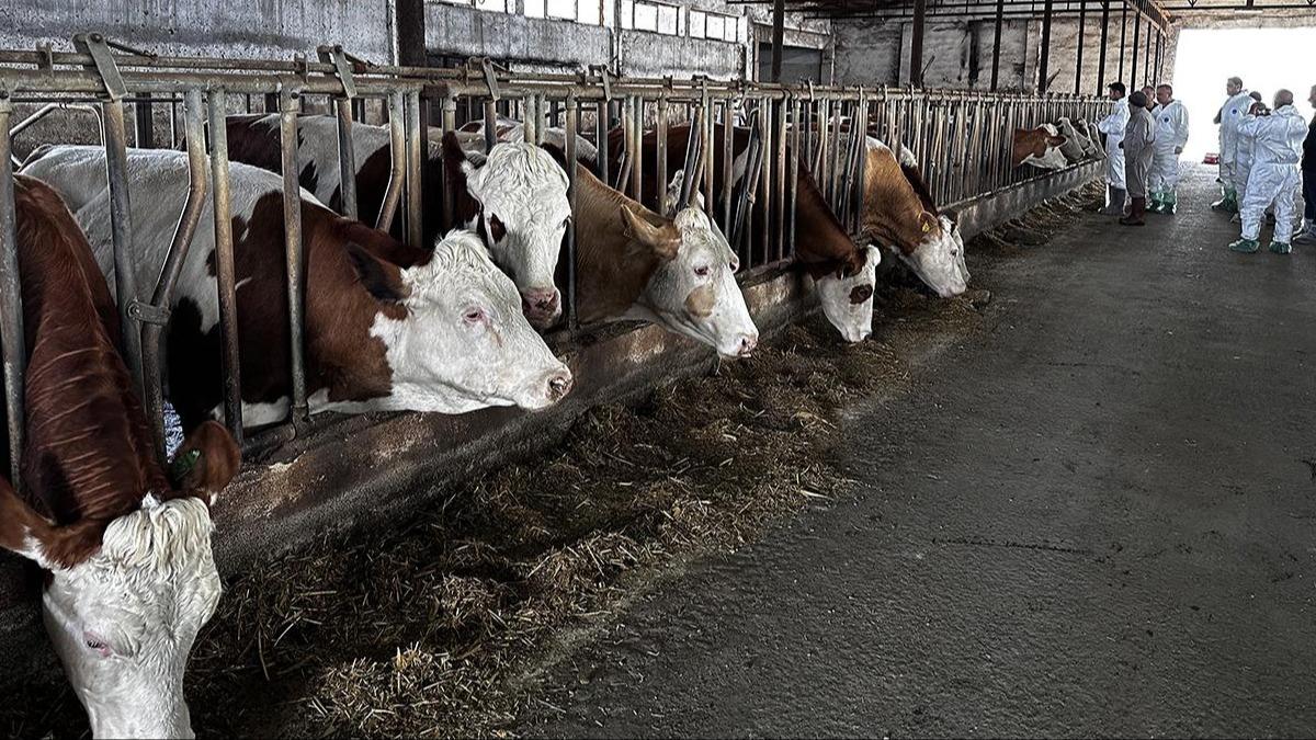 Tarm ve Orman Bakanl'ndan yeni ap hastal aklamas 