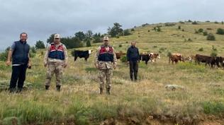 Büyükbaş hırsızlarına sıkı takip! Erzincan'da kayboldu Giresun'da bulundu