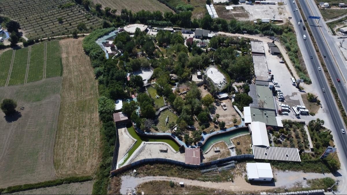 Manavgat'ta kayp aslan 1 kiiyi yaralamt! Kat hayvan park mhrlendi