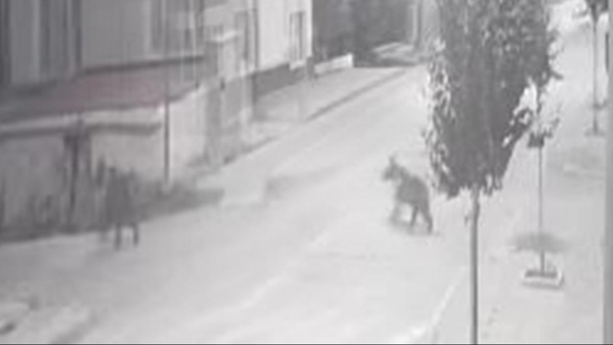 Aylar sokak balarnda mesken tuttu! Vatandalar sokaa kmaya korkuyor
