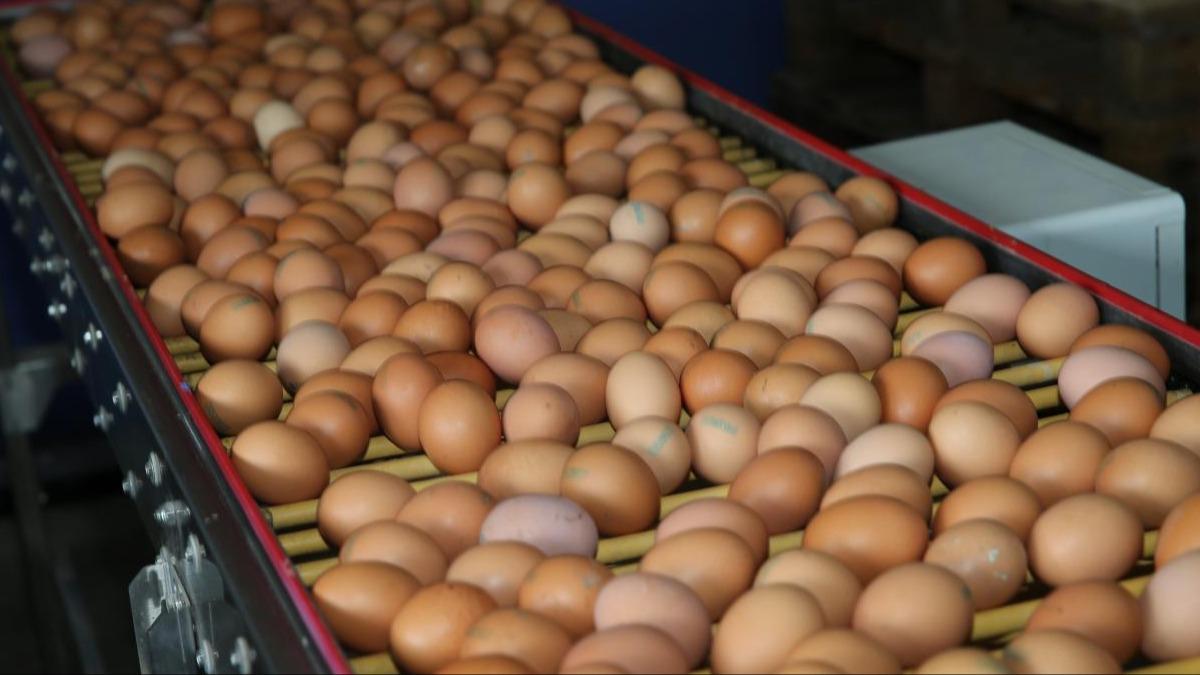 Resmi Gazete'de yaymland: Yumurta ihracatnda yeni dzenleme 