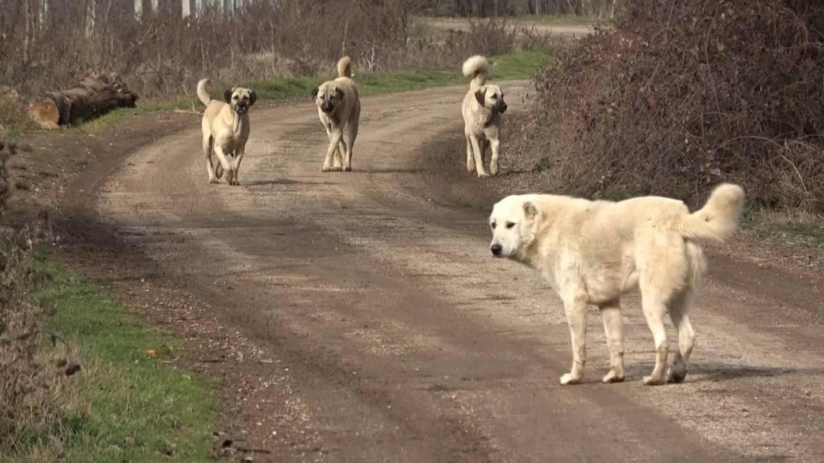 Ar'da babo kpek deheti 