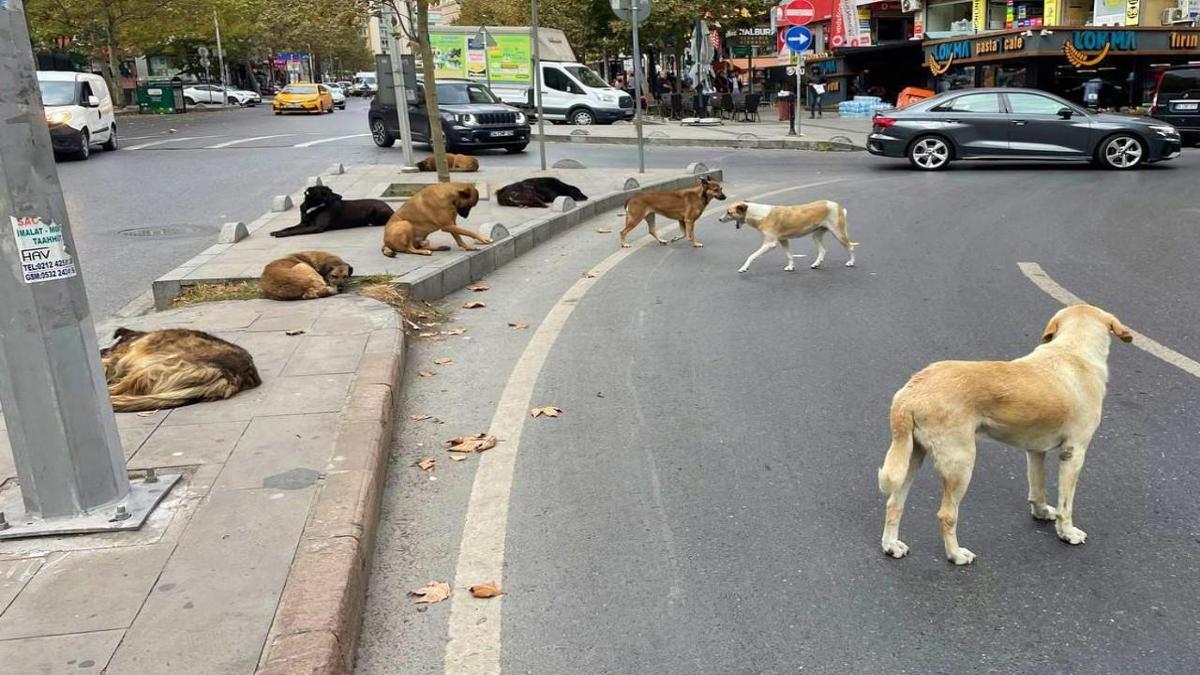 Ankara'da sahipsiz kpekler bir gence saldrd