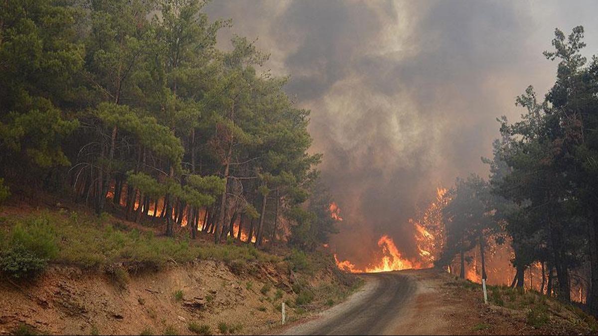 Yangnda zarar gren reticiye destek: Telef olan hayvan ve kovanlarn yerine yenileri veriliyor  
