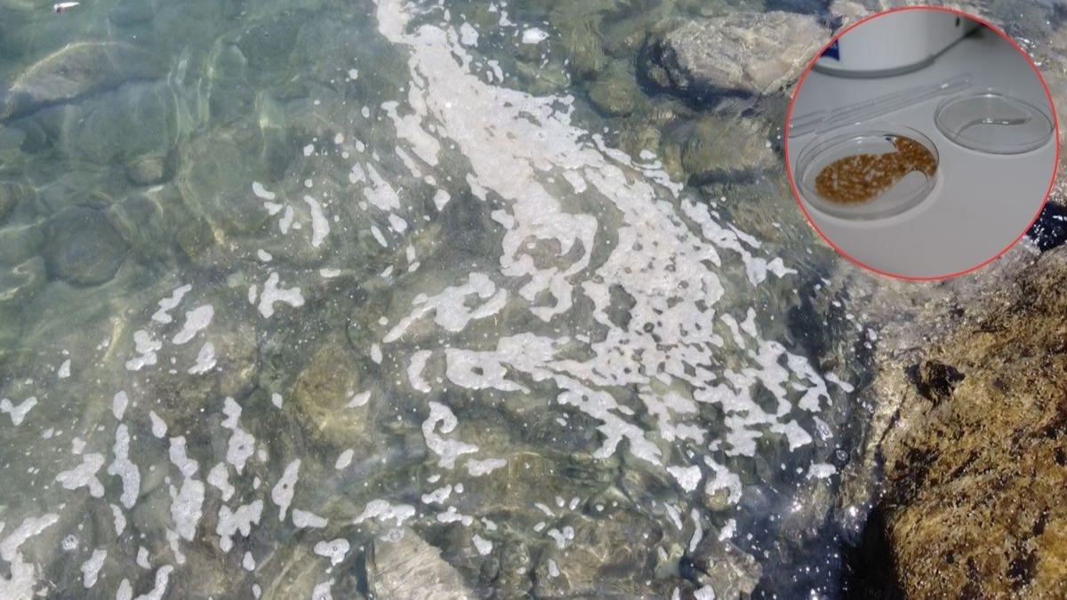 Denizdeki beyaz tabaka endielendirmiti: nceleme tamamland