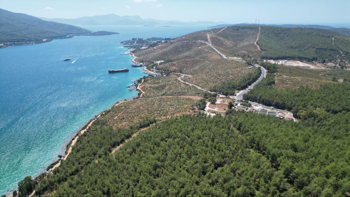 Felaketin yaralar sarld! Yanan alanlar devlet eliyle yeniden yeeriyor