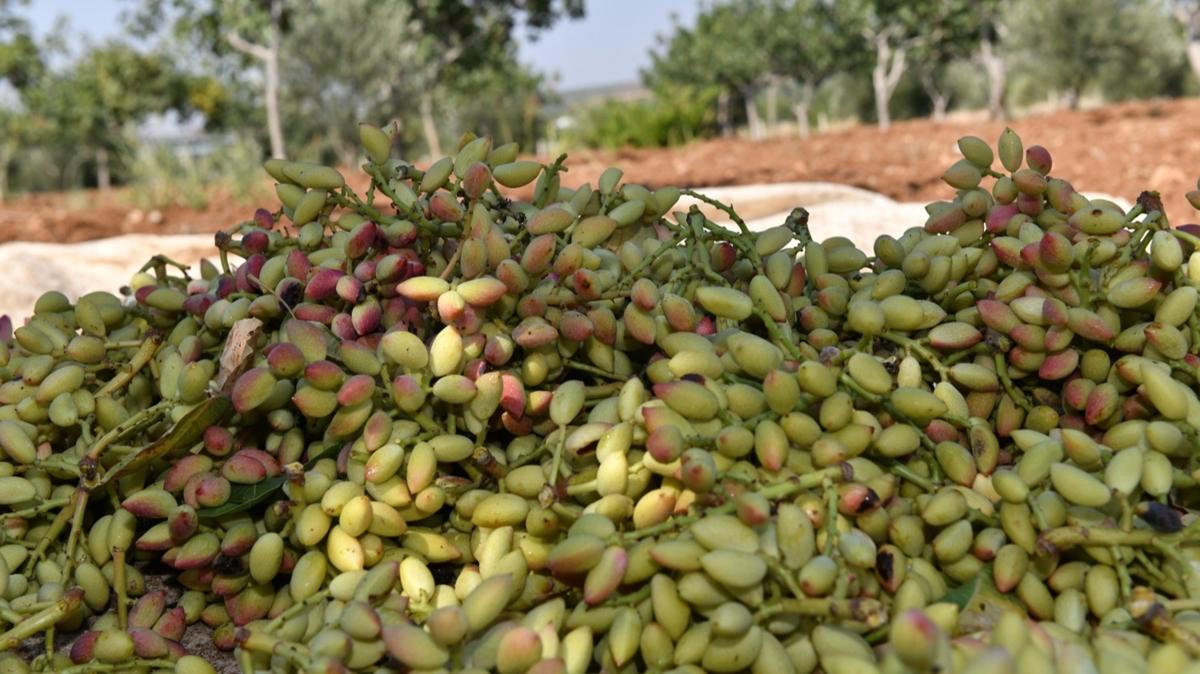''Yeil altn''da hasat balad