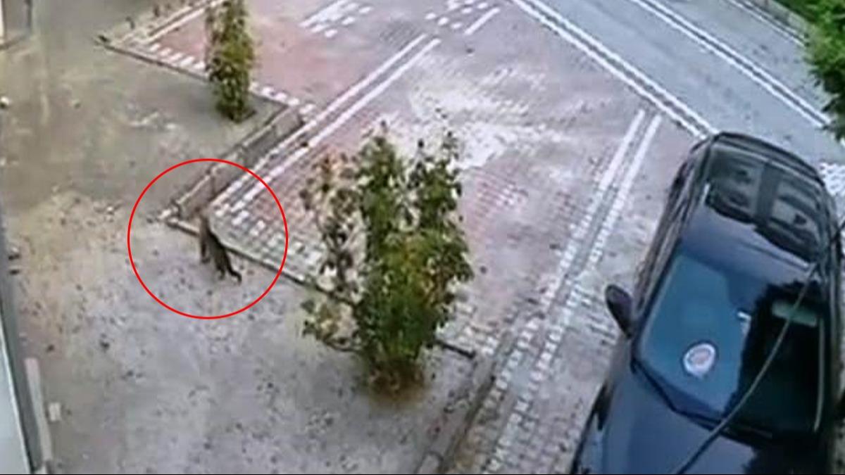 Kedi, depremi nceden hissetti! Sarsnty duyunca komaya balad