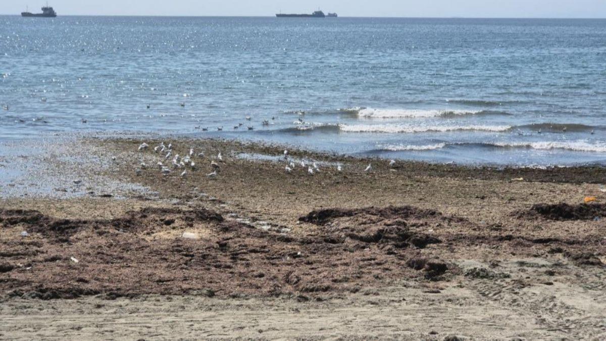 Marmara kzl yosunla kapland: Kt koku vatanda isyan ettirdi