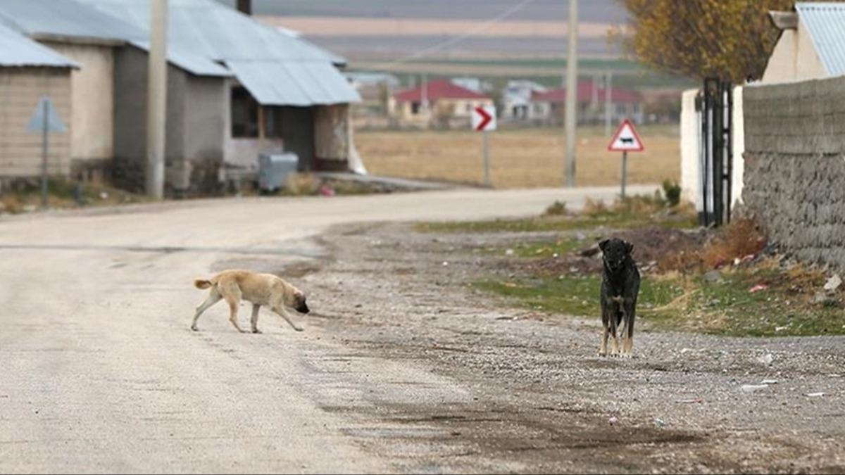 Sahipsiz kpek deheti lmle bitti  