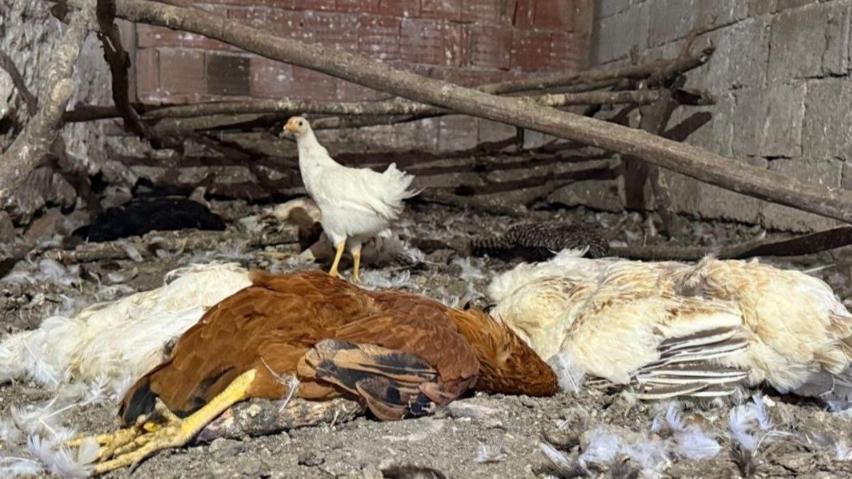 22 yllk emeini babo kpekler heba etti: Defalarca ikayette bulundum