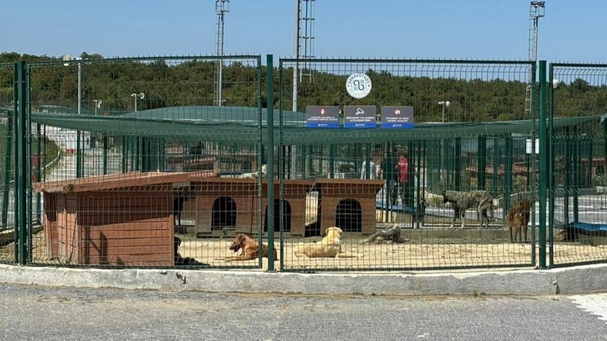 Valilik karar uygulanyor: Babo kpekler toplanmaya balad