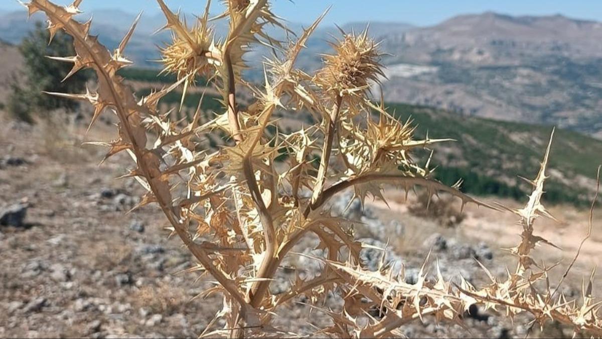 Doadan gelen servet! Kilosu altnla yaryor