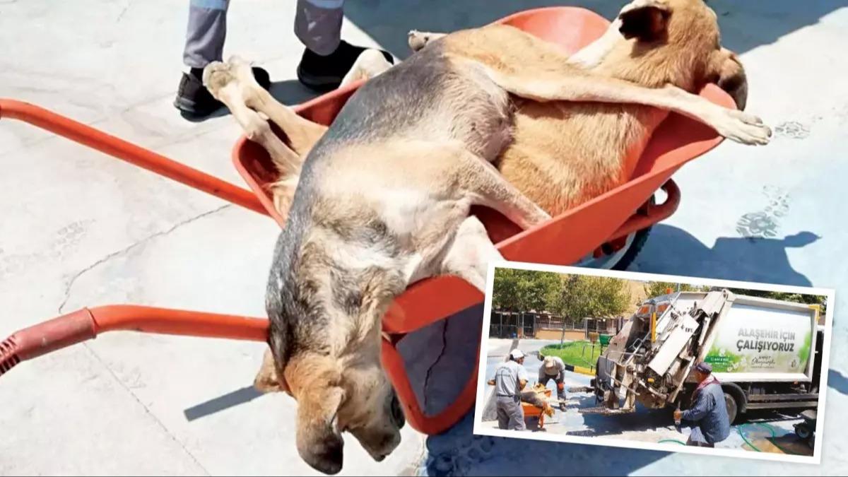 CHP'li belediye katliam yapt! Kpekleri ldrp pe attlar