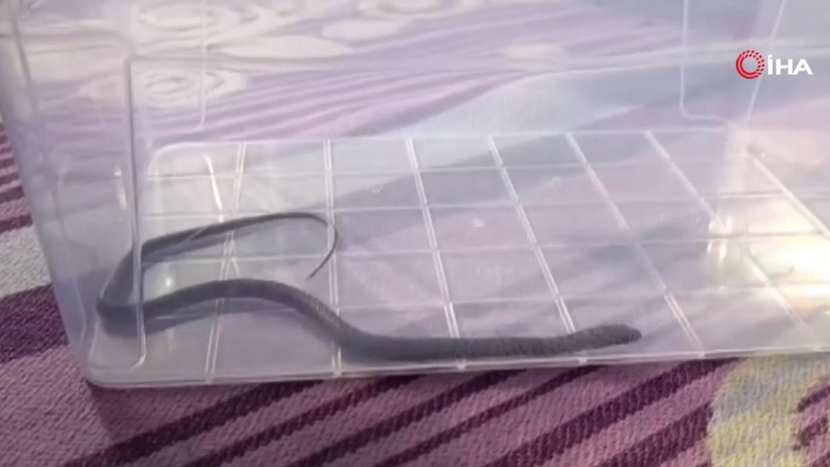ocuk odasnda ylan panii: Pantolonu ararken karlat