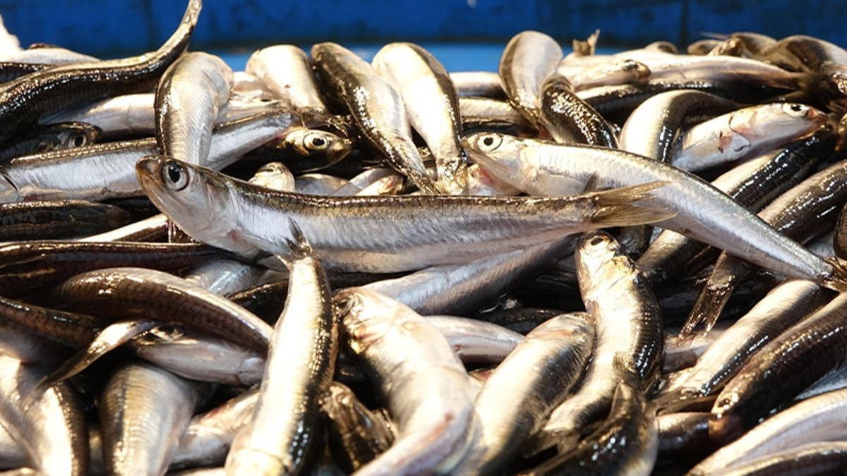 Karadeniz'in incisi ldrd! Hamsinin fiyat dmeye balad