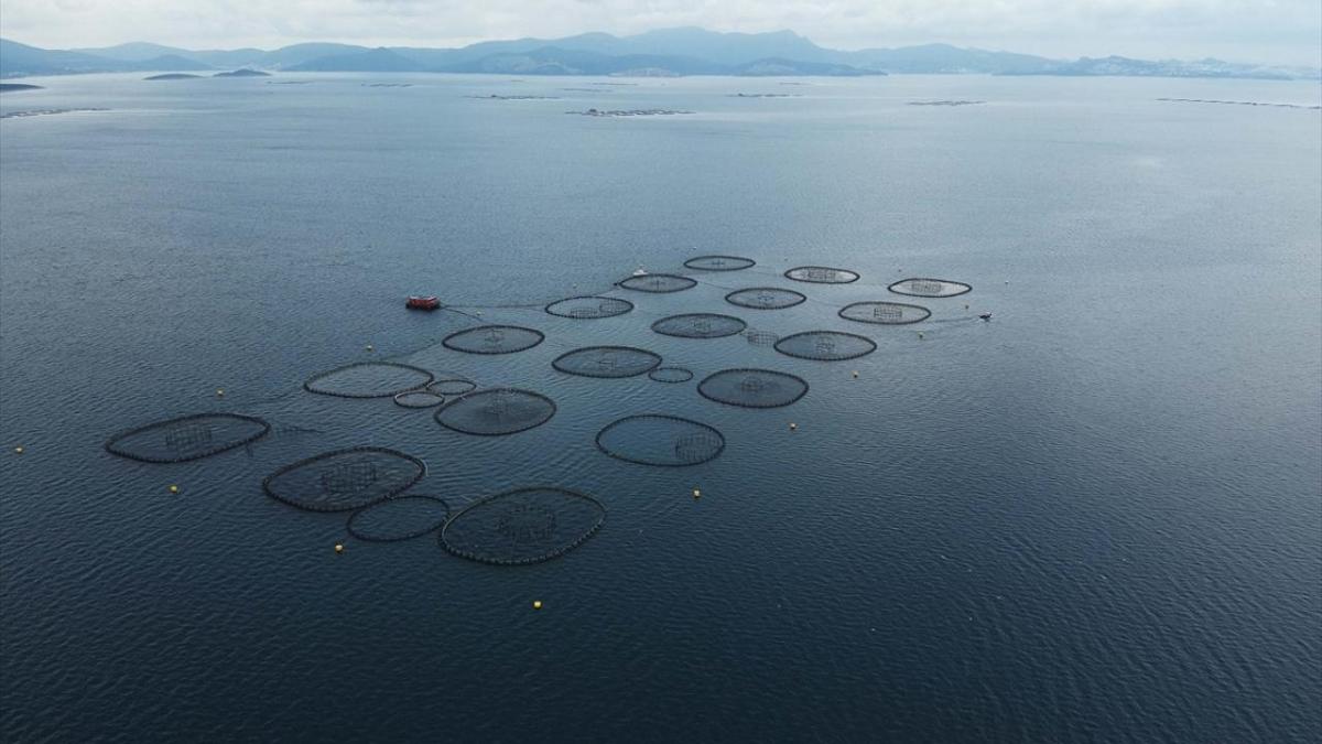 Dou Karadeniz'den 27 lkeye 134 milyonluk ihracat