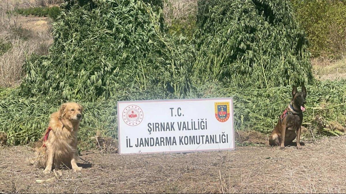 Piyasa deeri 1,5 milyar lira: rnak'ta dev uyuturucu operasyonu