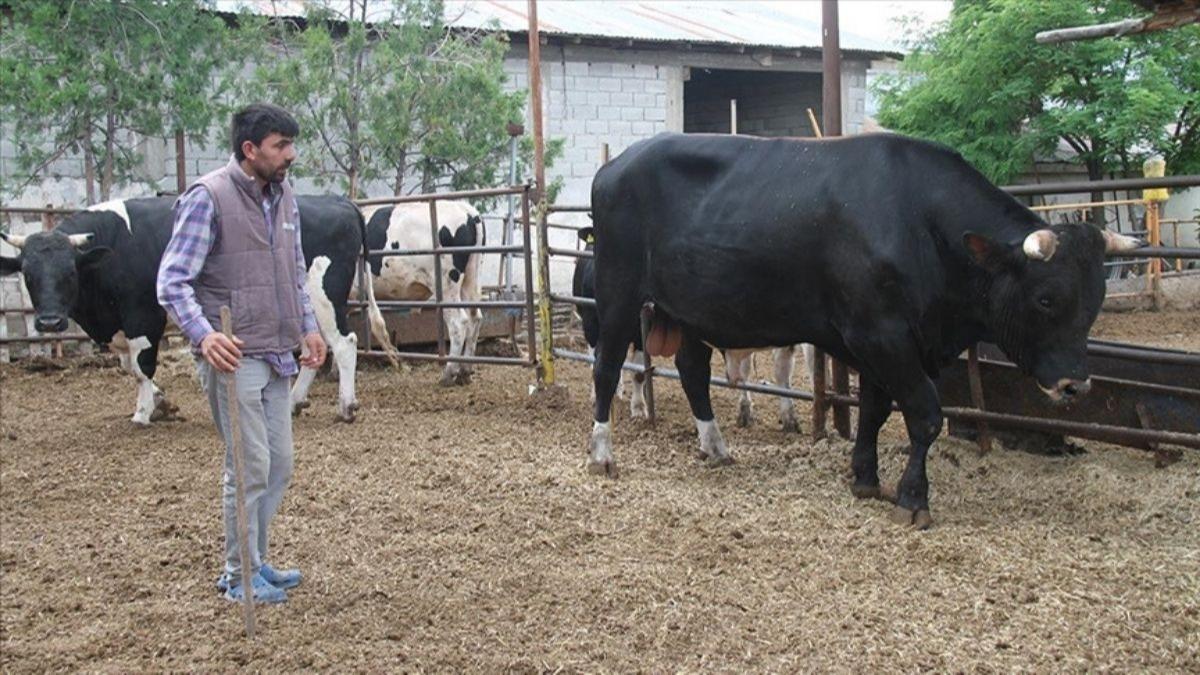 Boa tuzakl sazan sarmal! Lks aralara el konuldu, 3 pheli yakaland