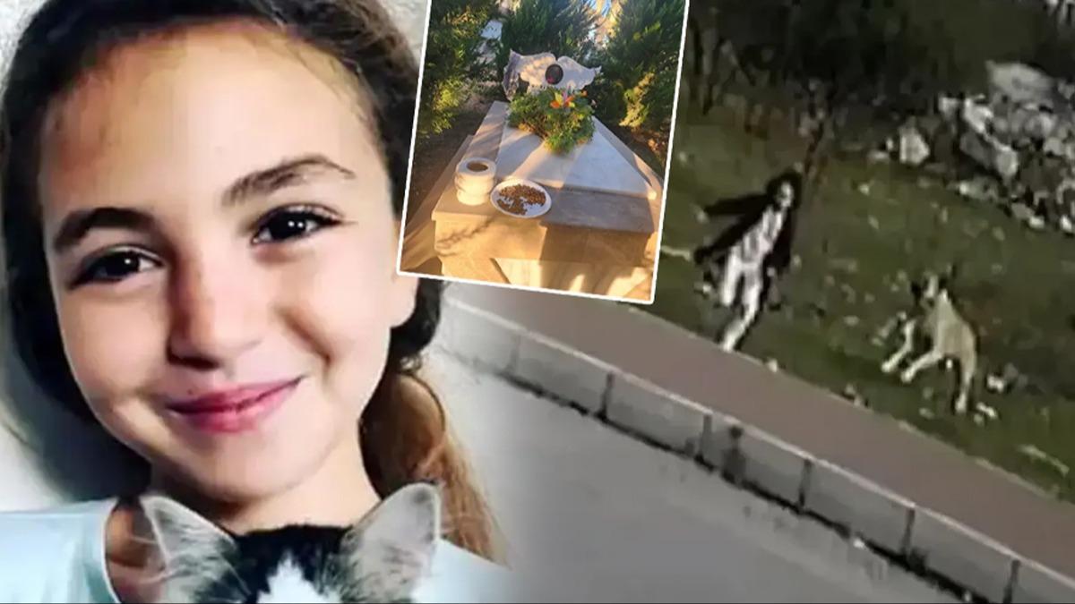 Sokak kpeklerinin kurban olan Mahra'nn mezarna insanlk d saldr