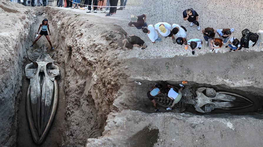 Dev balina topraktan çıkarılıyor