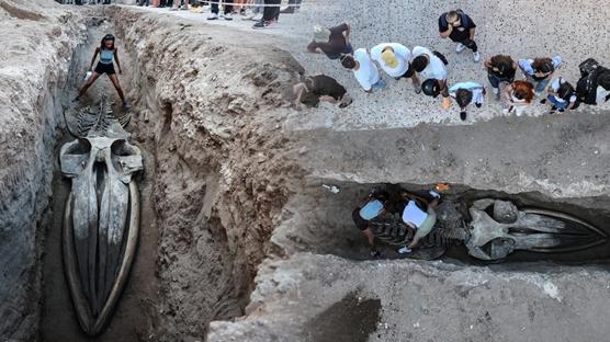 Dev balina topraktan çıkarılıyor