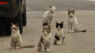 GKRY'de kedi popülasyonu arttı: Rumlar çözüm arayışında