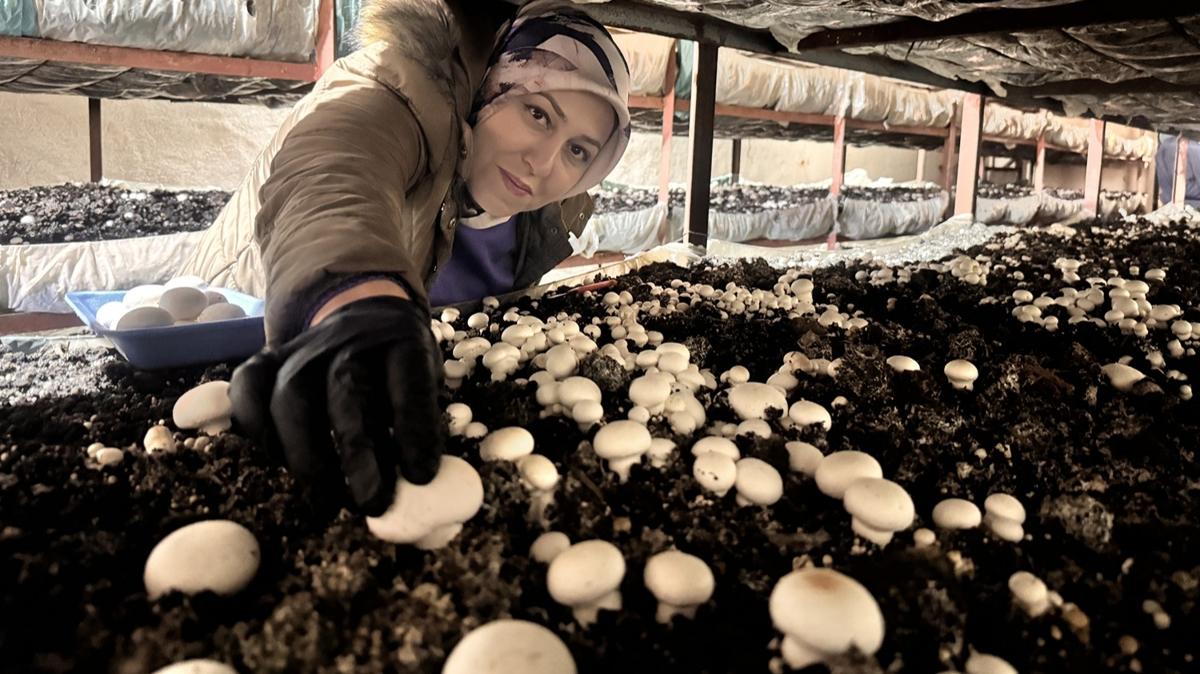 Erzurum'dan dnya pazarna! Kadn giriimci devlet desteiyle 75 ton mantar retiyor
