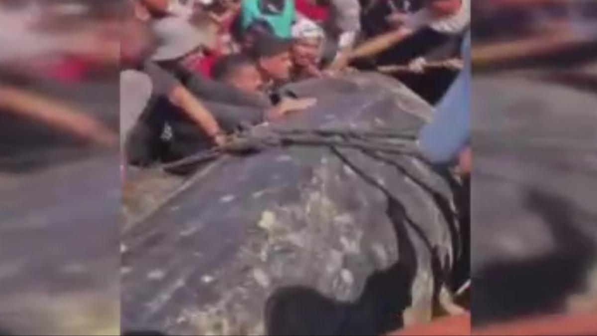 Gazze'ye denizden gelen hediye! Dev balk Filistinlileri sevince bodu  