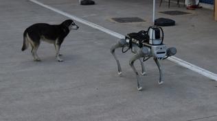 Milli robot köpek sahaya iniyor