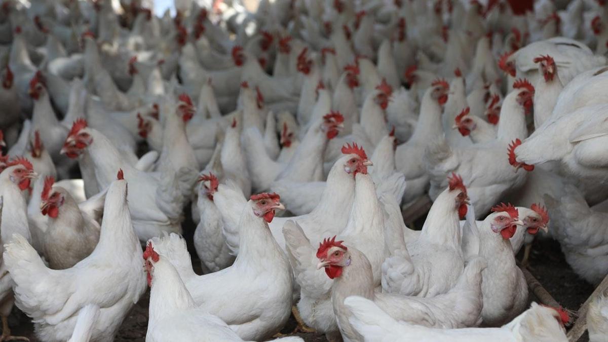 Japonya'daki iftlikte ku gribi panii: Tavuklar itlaf edilecek