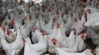 Japonya'daki çiftlikte kuş gribi paniği: Tavuklar itlaf edilecek